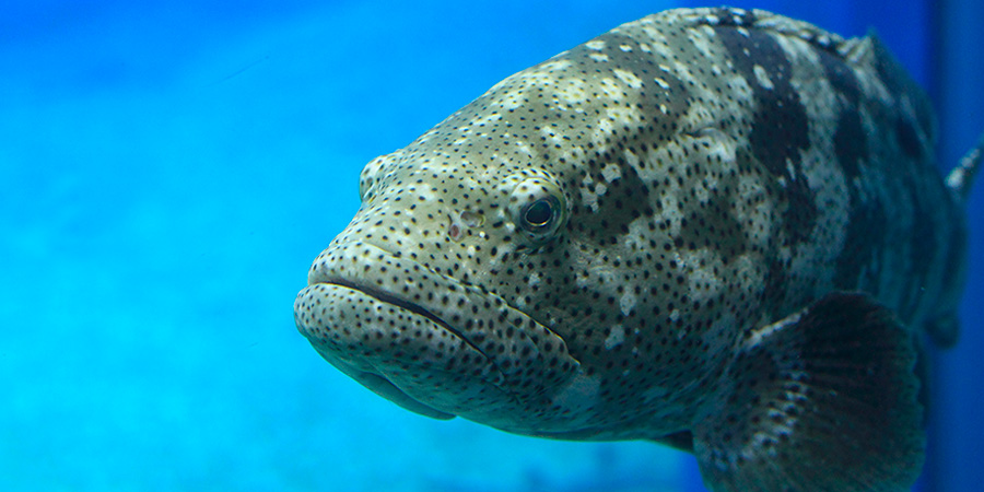 Malabar grouper