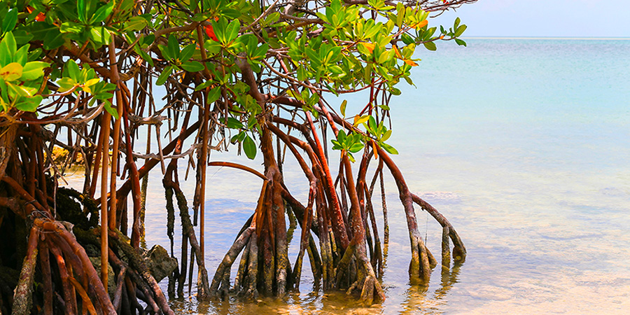 Red mangrove
