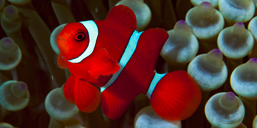 Maroon clownfish