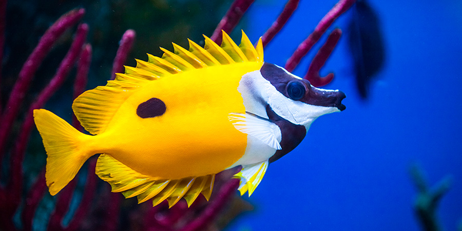 Foxface rabbitfish
