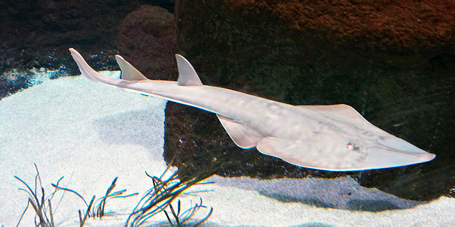 Guitarfish