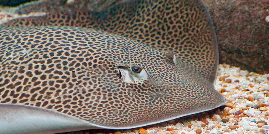 Honeycomb stingray
