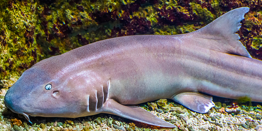 Brownbanded bamboo shark