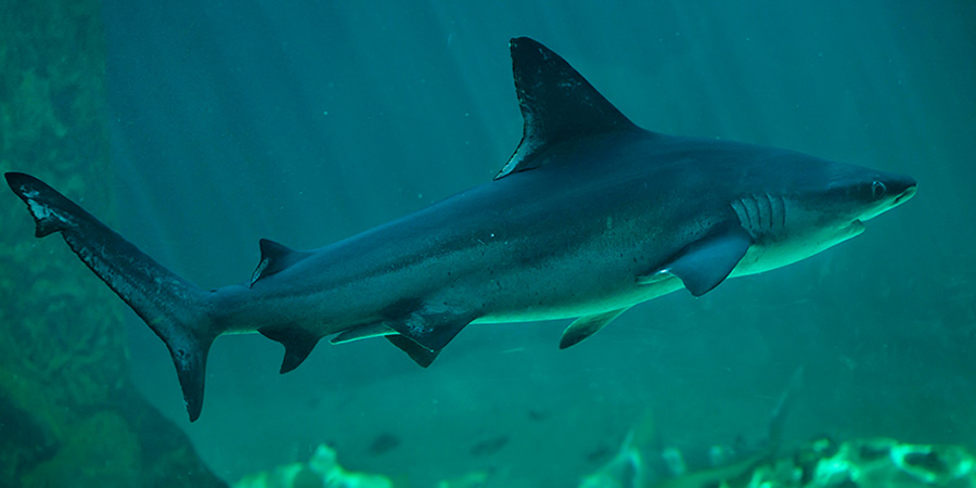 Sandbar shark