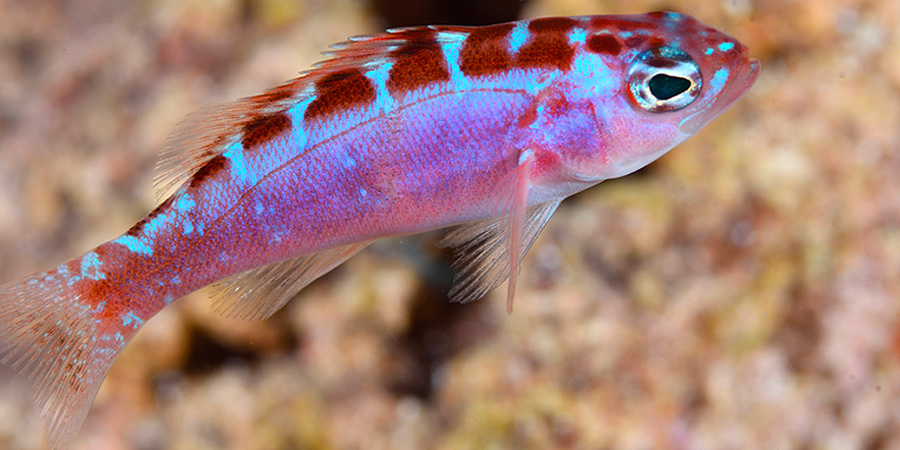 Chalk bass