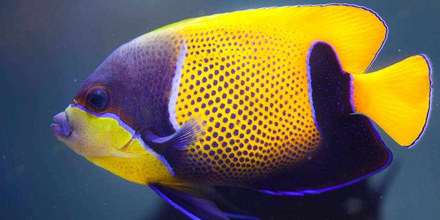 Blue-girdled angelfish