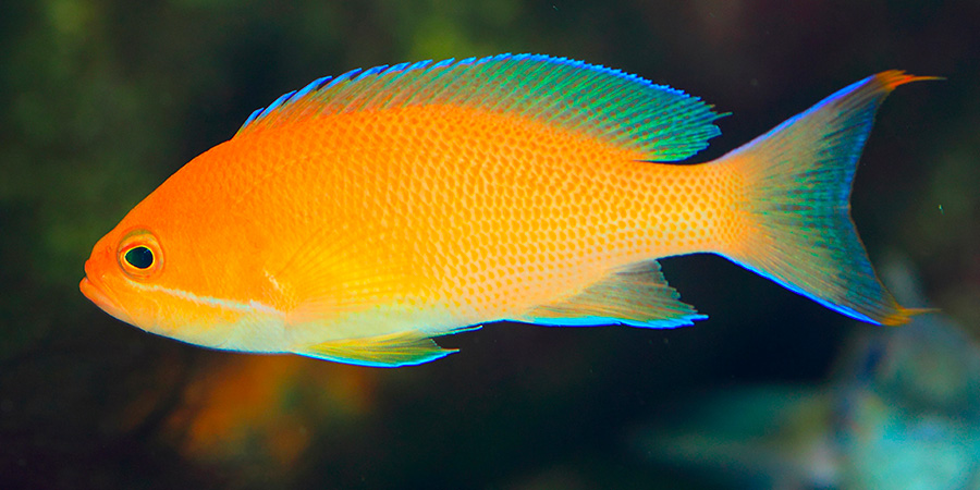 Pez Anthias