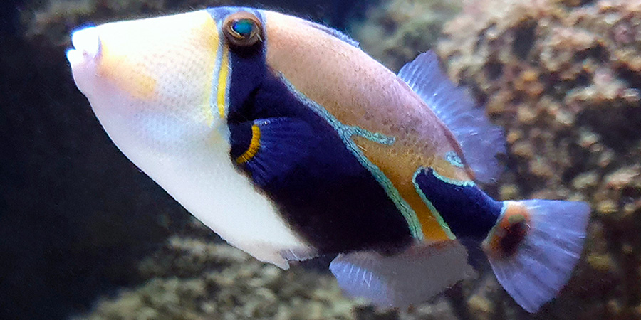Reef triggerfish