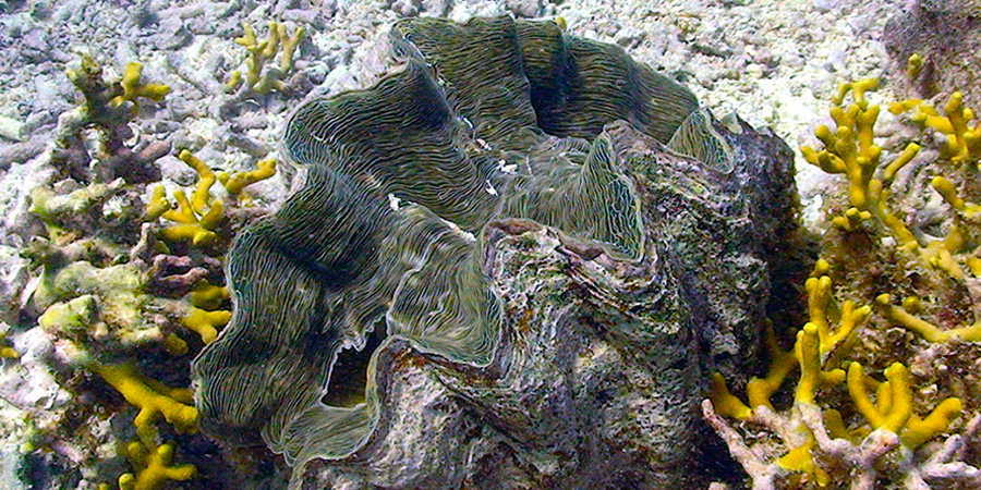 Horseshoe clam
