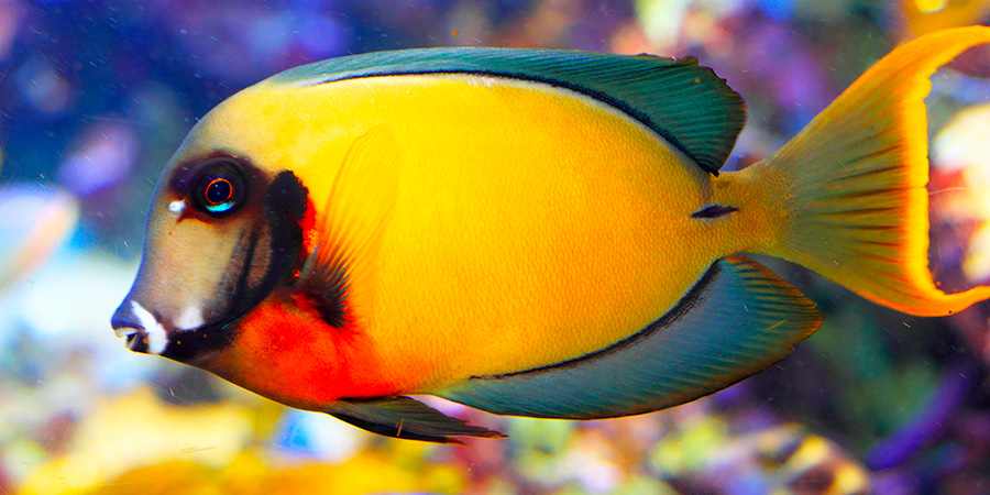 Mimic surgeonfish