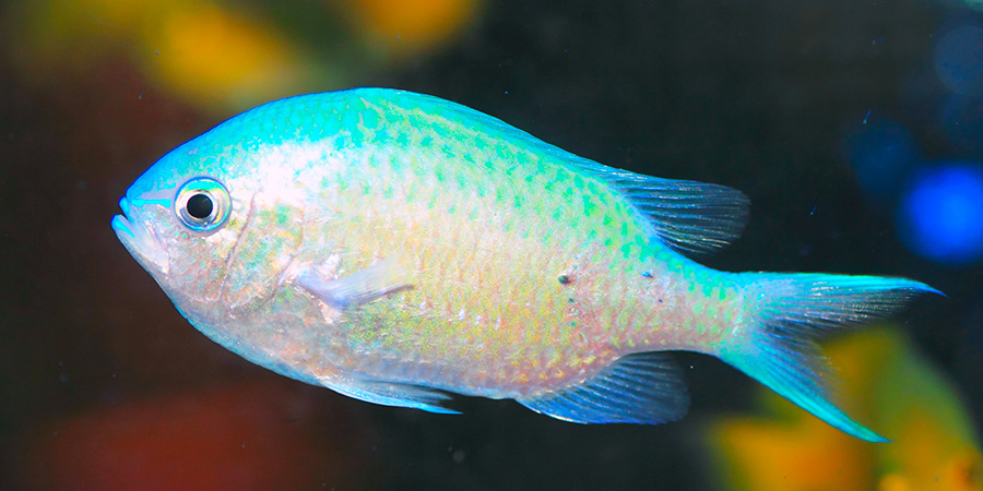 Blue-green chromis