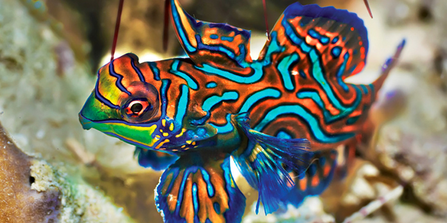 Mandarin dragonet