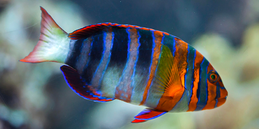 Harlequin tuskfish