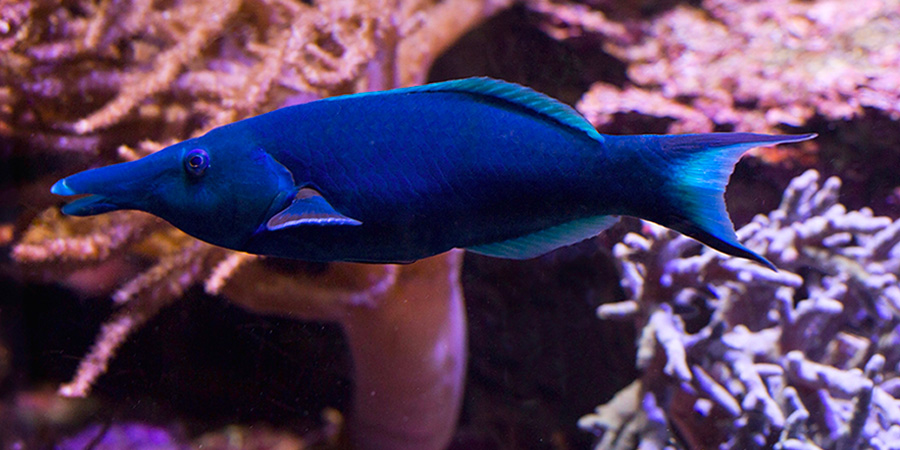 Green birdmouth wrasse