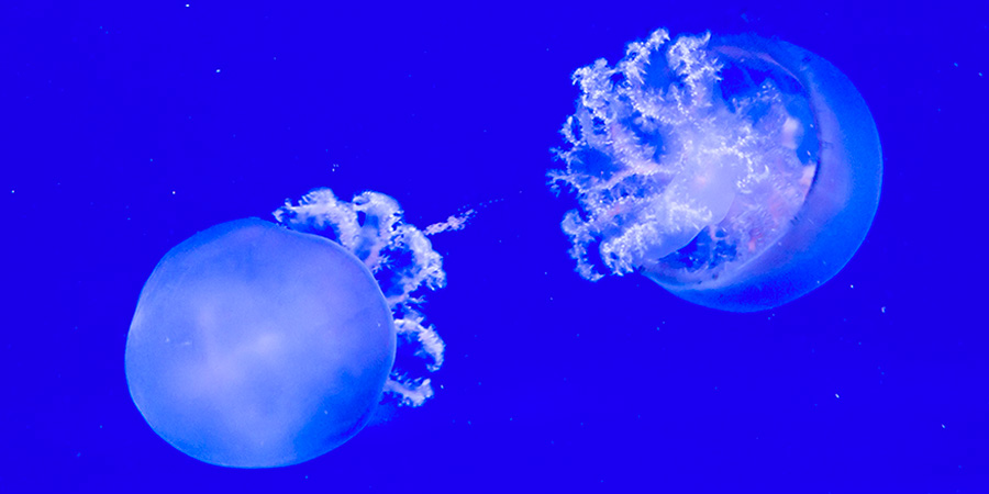 Cannonball jellyfish