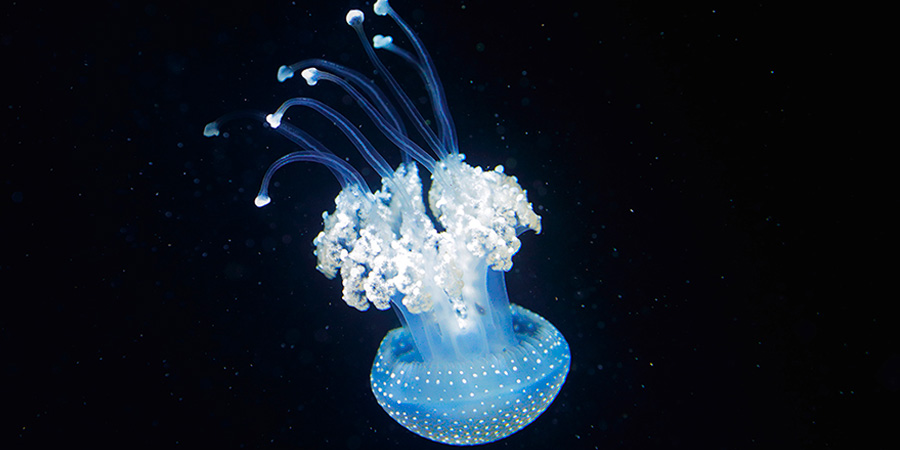 Floating bell jellyfish