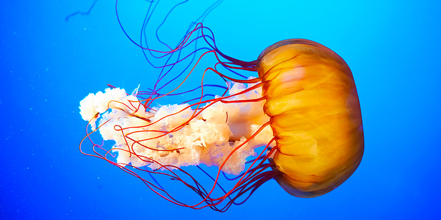 Pacific sea nettle
