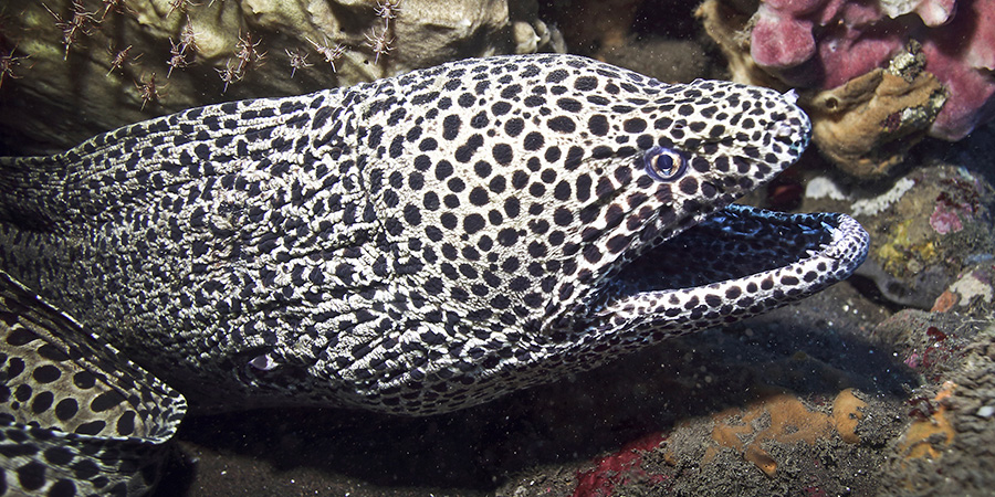 Morena leopardo