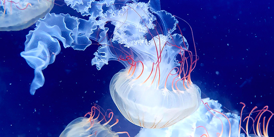 South American sea nettle