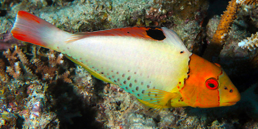 Pez loro bicolor