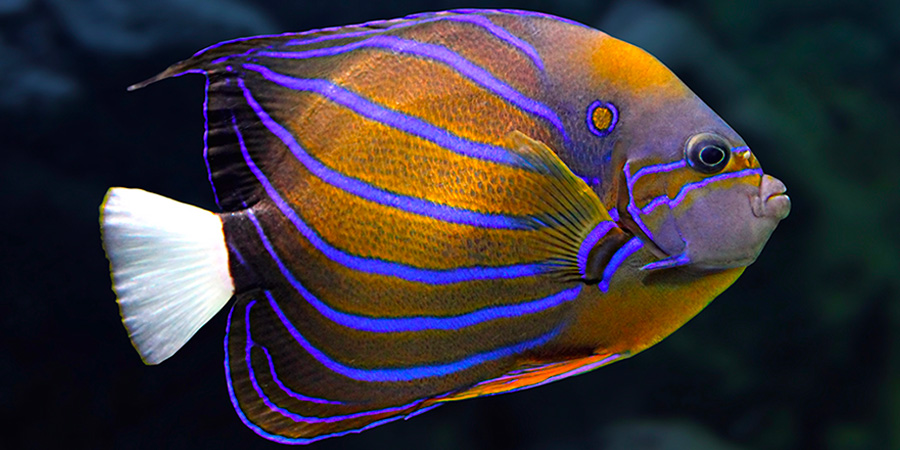 Bluering angelfish