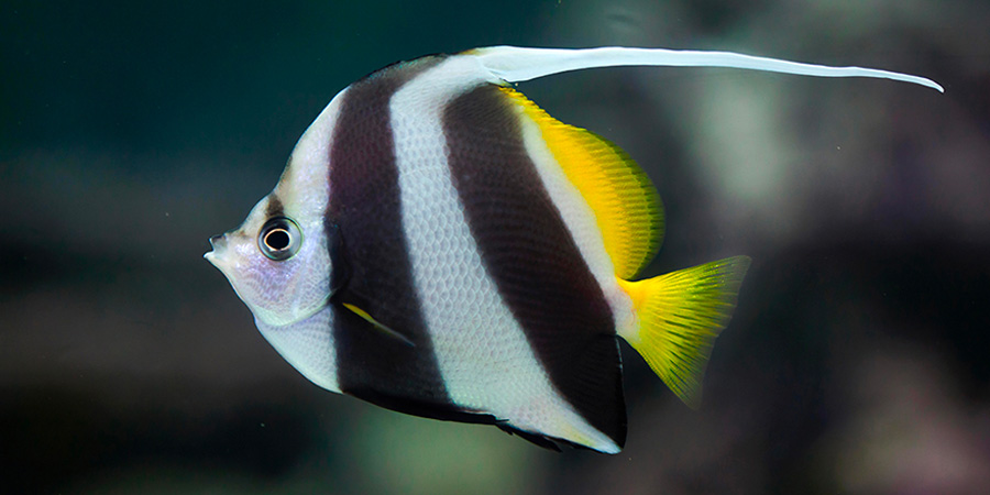 Pennant coralfish