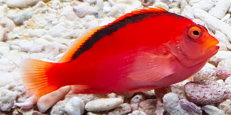 Pez halcón rojo brillante