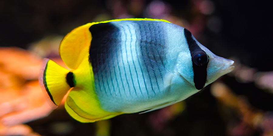 Blackwedged butterflyfish