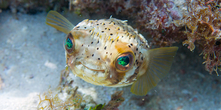 Long-spine porcupinefish