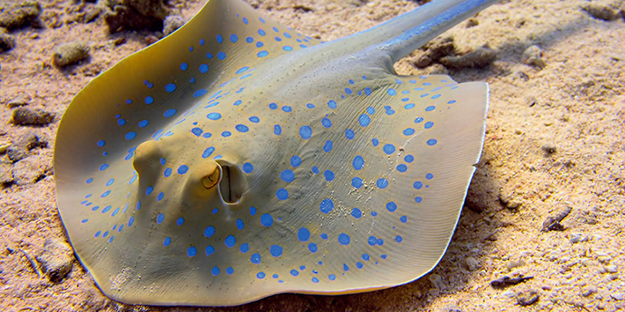 Bluespotted ribbontail ray