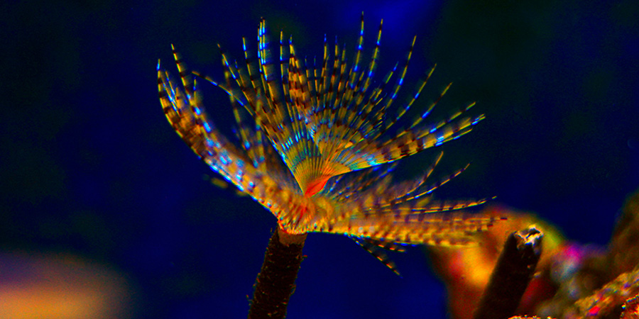 Sabella o plumeros de mar