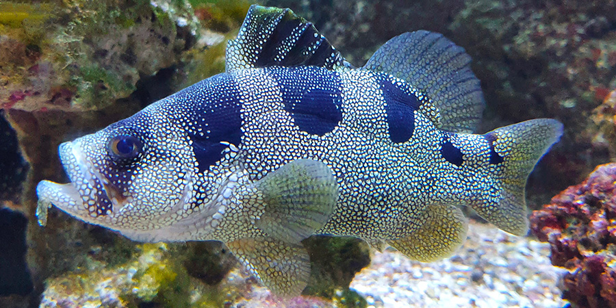 Spotted soapfish