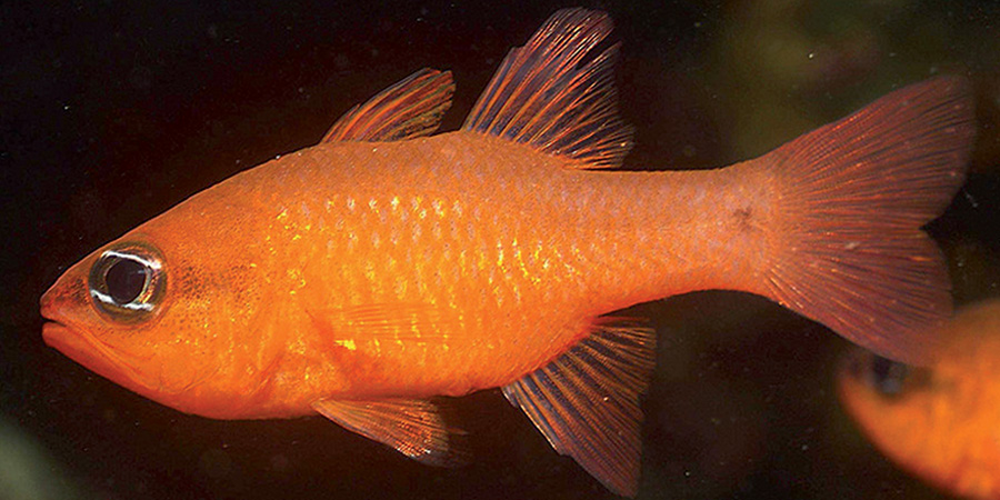 Cardinalfish