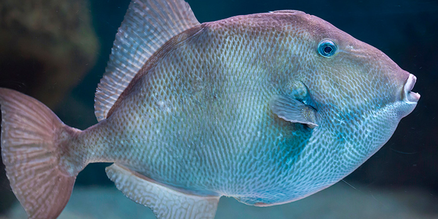 Cabri triggerfish