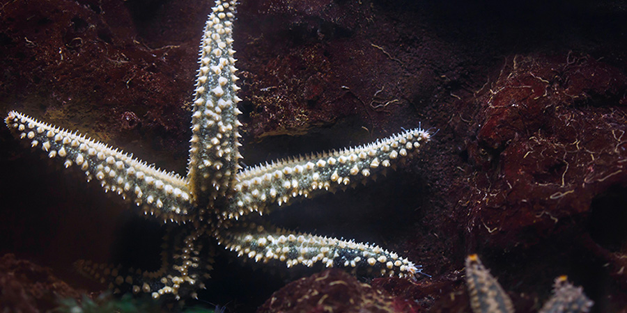 Estrella de mar glaciar