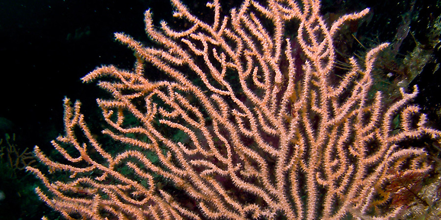 Gorgonia verrugosa
