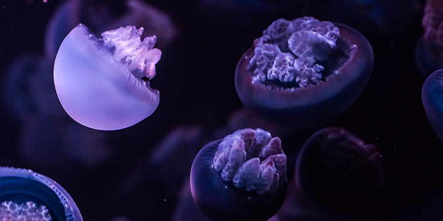 Jelly blubber