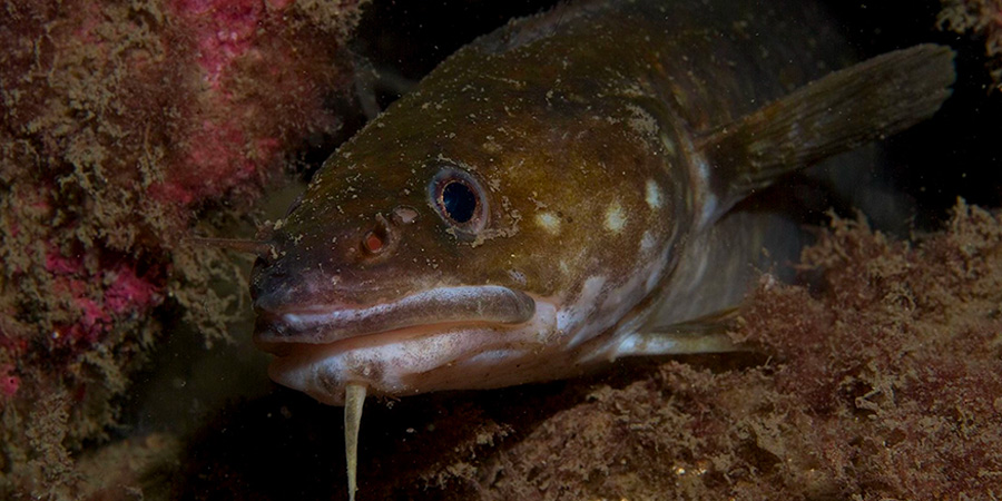 Mollareta