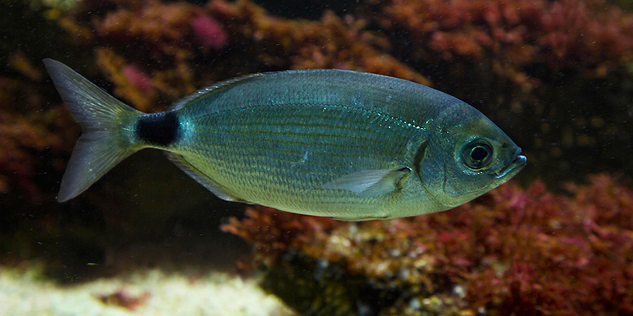 Oblada