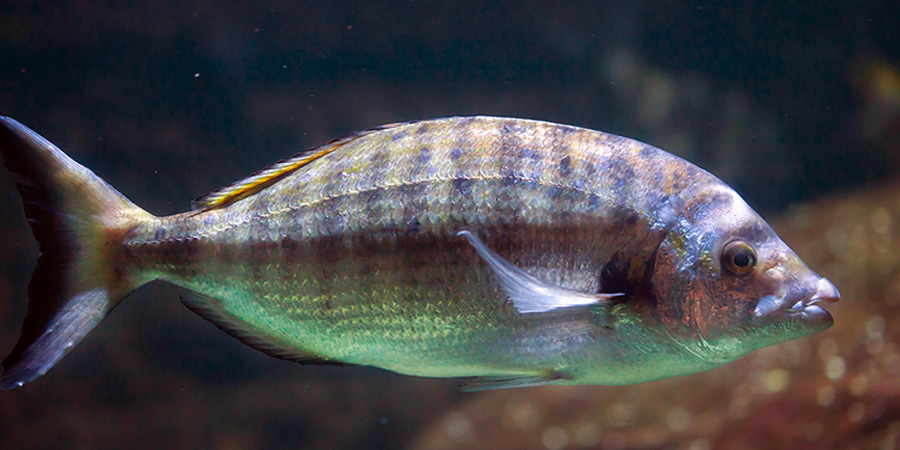 Sheephead bream