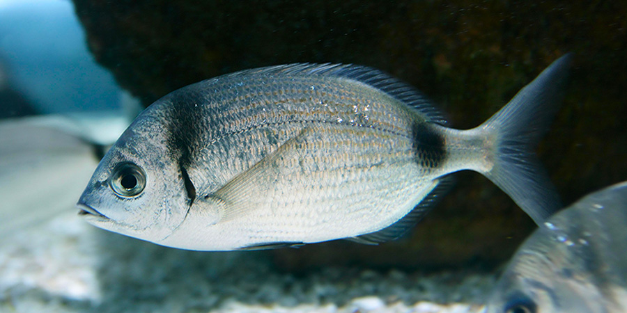 Common two-banded seabream