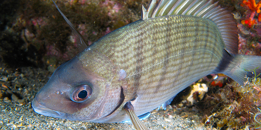 White seabream