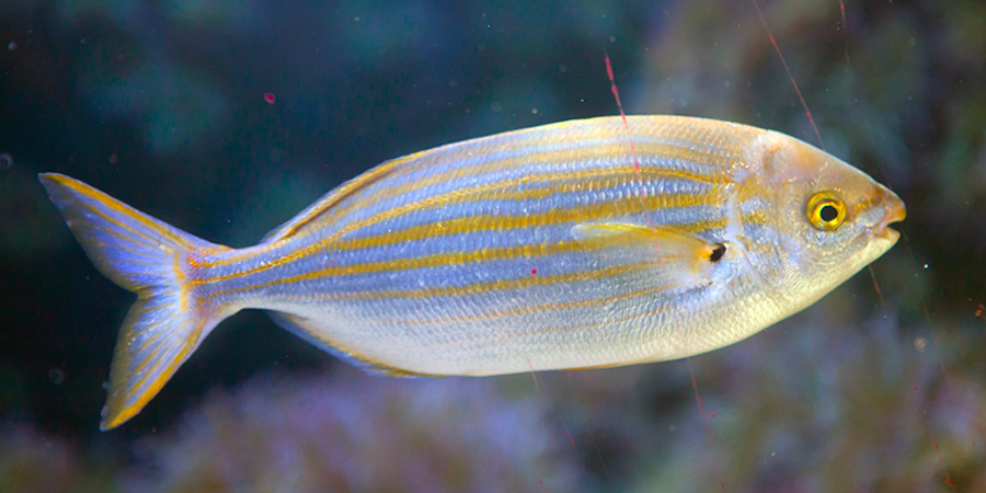 Salema