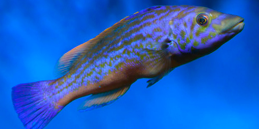 Gallano