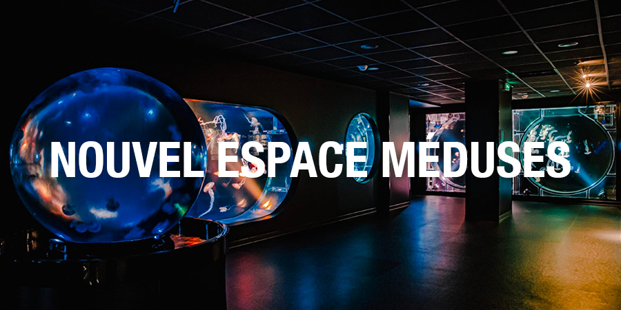 Visitez le nouvel espace méduses