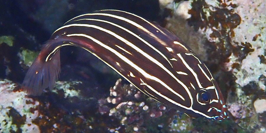 Pez jabón de rayas doradas
