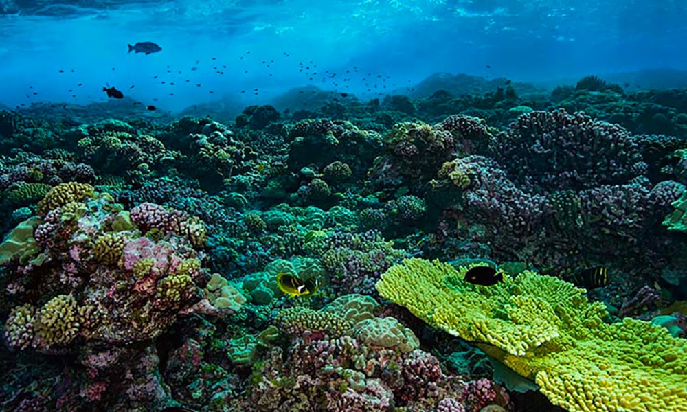Atoll