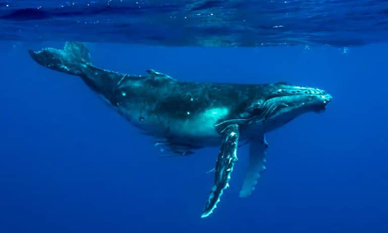 Baleine à bosse