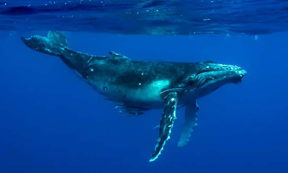 Baleine à bosse