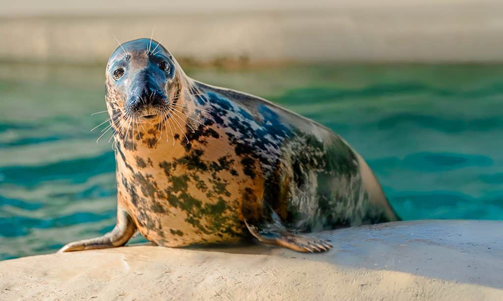 Izar, phoque gris de l’Aquarium de Biarritz
